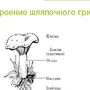 Строение гриба рисунок