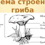 Строение гриба рисунок