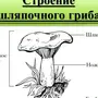 Строение Гриба Рисунок