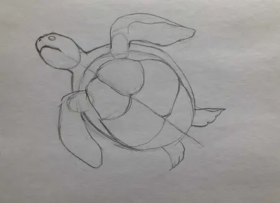 Как легко нарисовать черепаху