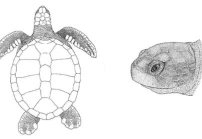 Панцирь черепахи рисунок