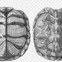 Панцирь черепахи рисунок