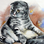 Шотландская вислоухая кошка рисунок