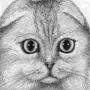 Шотландская вислоухая кошка рисунок