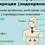 Эндокринные железы человека рисунок егэ