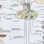 Эндокринные Железы Человека Рисунок Егэ