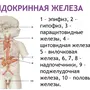 Эндокринные железы человека рисунок егэ