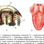 Вкусовые Зоны Языка Рисунок
