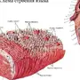 Вкусовые Зоны Языка Рисунок