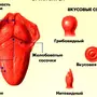 Вкусовые зоны языка рисунок