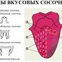 Вкусовые зоны языка рисунок