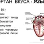 Вкусовые Зоны Языка Рисунок