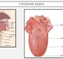 Вкусовые Зоны Языка Рисунок