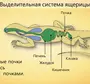 Мозг Пресмыкающегося Рисунок