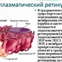 Эндоплазматическая Сеть Рисунок