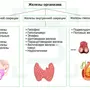 Железы внутренней и смешанной секреции рисунок