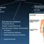 Железы внутренней и смешанной секреции рисунок