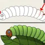Как нарисовать гусеницу