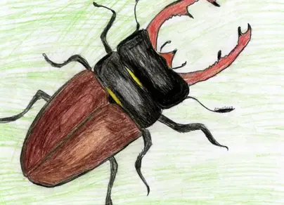 Как нарисовать жука