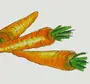 Как нарисовать морковку