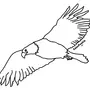 Как нарисовать орла