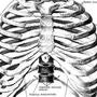 Грудная Клетка Рисунок