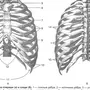 Грудная клетка рисунок