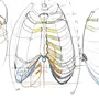 Грудная клетка рисунок