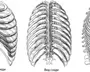 Грудная клетка рисунок