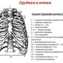 Грудная Клетка Рисунок