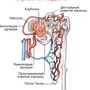 Схема Нефрона Рисунок