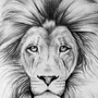 Картинки Льва Для Срисовки