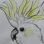 Попугай на ветке рисунок
