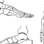 Ступня ноги строение рисунок анатомия