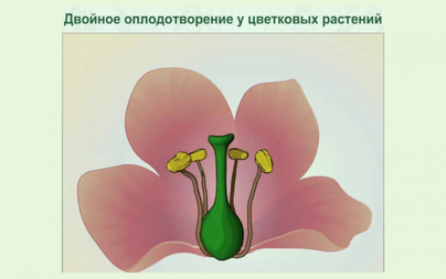 Рисунок оплодотворение цветкового растения