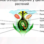 Рисунок Оплодотворение Цветкового Растения