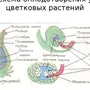 Рисунок оплодотворение цветкового растения