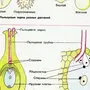 Рисунок Оплодотворение Цветкового Растения