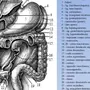 Органы Брюшной Полости Рисунок