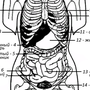 Органы брюшной полости рисунок