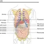 Органы брюшной полости рисунок