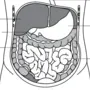 Органы брюшной полости рисунок