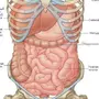 Органы брюшной полости рисунок