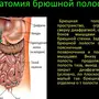 Органы брюшной полости рисунок