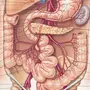 Органы брюшной полости рисунок