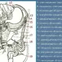 Органы Брюшной Полости Рисунок