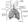 Органы дыхания рисунок