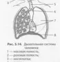 Органы Дыхания Рисунок