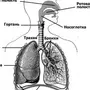 Органы дыхания рисунок