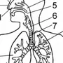 Органы дыхания рисунок